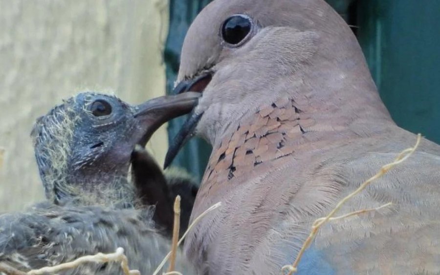 Λέσβος - Φοινικοτρύγονο: Ανακαλύφθηκε νέο αναπαραγόμενο είδος πτηνού - Πώς εμφανίστηκε