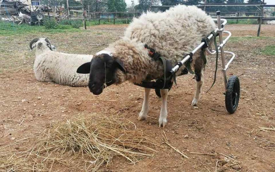 Αναπηρικό καροτσάκι σε προβατάκι