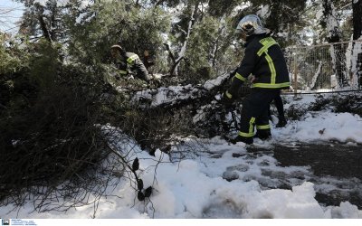 Τραγωδία στην Εύβοια: Και τέταρτο θύμα της κακοκαιρίας Μήδεια, 71χρονος καταπλακώθηκε από δέντρο