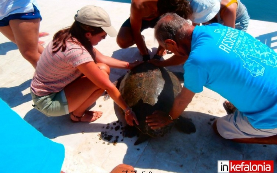 Αργοστόλι: Η υπέροχη δουλειά της ερευνητικής ομάδας Wildlife Sense με τις θαλάσσιες χελώνες καρέτα - καρέτα! (εικόνες + video)
