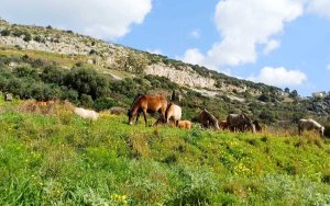 ΚΚΕ: Άμεσα μέτρα για την ανεξέλεγκτη παρουσία αλόγων στον Αίνο