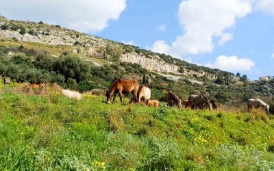 ΚΚΕ: Άμεσα μέτρα για την ανεξέλεγκτη παρουσία αλόγων στον Αίνο
