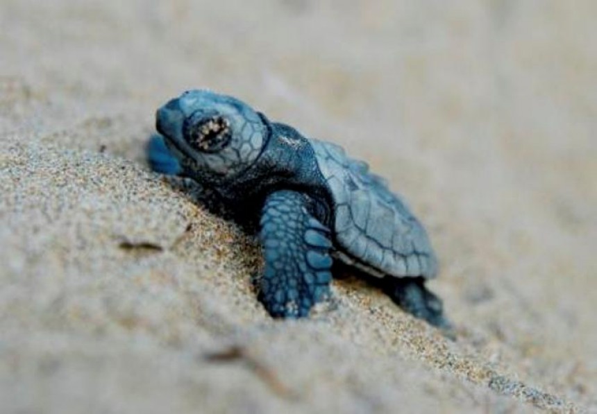 Τα χελωνάκια... βγήκαν βόλτα στην Μεγάλη Αμμο στις Μηνιές (video)