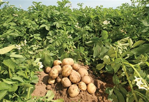 Ε.Α.Σ. : Ευάλωτη  στον Περονόσπορο η  ντόπια Πατάτα