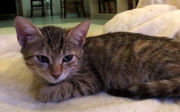 Χάθηκαν γατάκια από την περιοχή των Λουρδάτων - Αμοιβή 400 ευρώ για την εύρεσή τους (εικόνες)