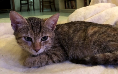 Χάθηκαν γατάκια από την περιοχή των Λουρδάτων - Αμοιβή 400 ευρώ για την εύρεσή τους (εικόνες)