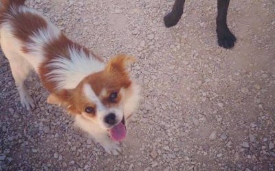 Συγκλονιστική ιστορία θανάτωσης με φόλα σκυλιών στο Ληξούρι