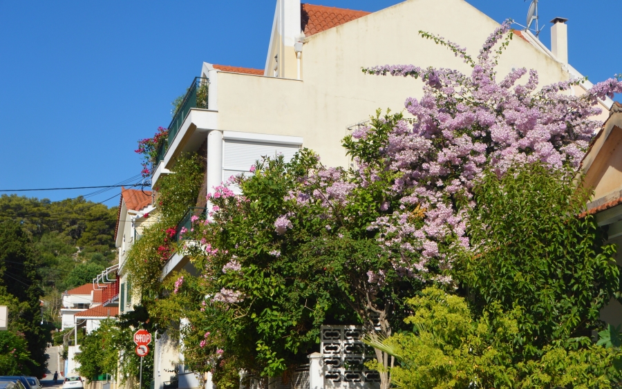 Ανθισμένο Αργοστόλι (εικόνες)