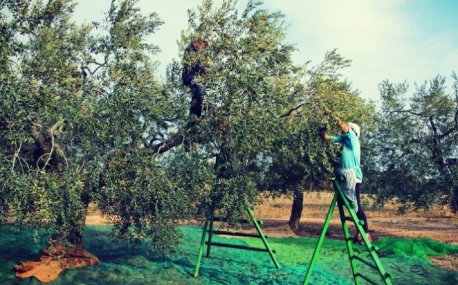 Ε.Α.Σ.: Έως 400€ ανά στρέμμα στους ντόπιους Ελαιοκαλλιεργητές