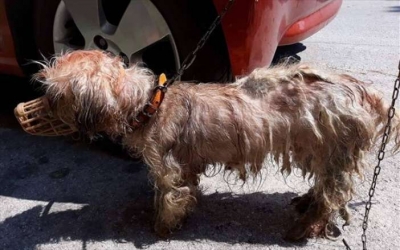 Κέρκυρα: Πρόστιμο 30.000 ευρώ σε 62χρονο που έλουσε με πετρέλαιο σκύλο