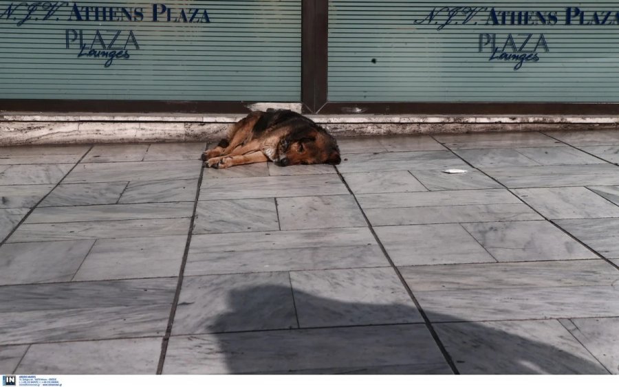 Νέος νόμος για τα κατοικίδια: Κακούργημα η εγκατάλειψη νεογέννητων, υποχρεωτική η στείρωση των ζώων συντροφιάς