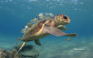 Νίκος Βαλλιάνος - Wildlife Sense: Τελικά κάνει να ταΐζουμε τις χελώνες ή όχι;