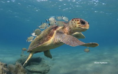 Νίκος Βαλλιάνος - Wildlife Sense: Τελικά κάνει να ταΐζουμε τις χελώνες ή όχι;