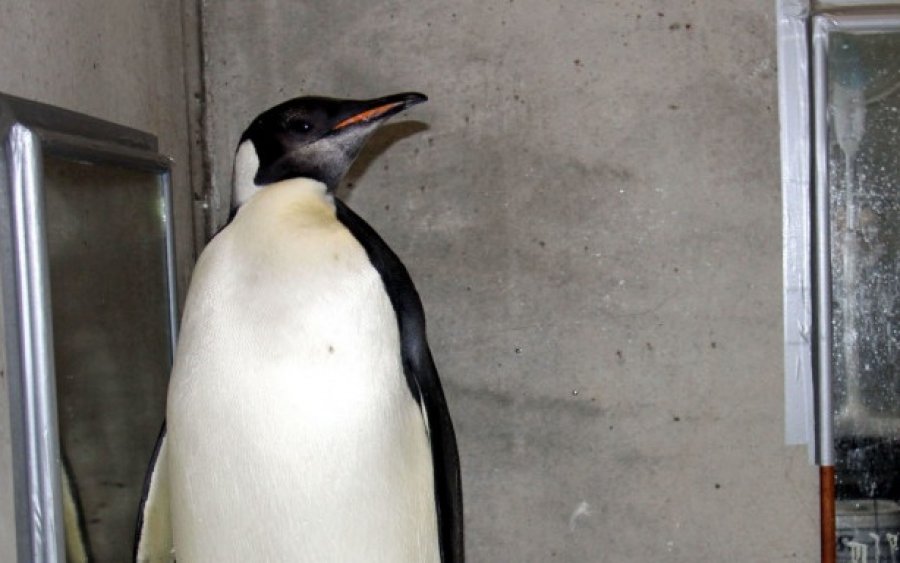Τελευταίο αντίο στον γηραιότερο αυτοκρατορικό πιγκουίνο του κόσμου -Πέθανε σε βαθιά γεράματα, 46 ετών