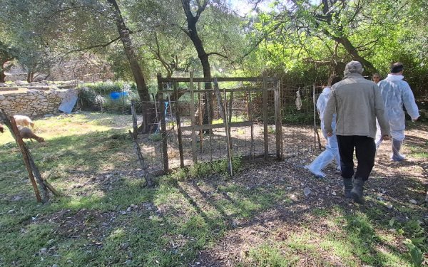 Εντατικοί έλεγχοι στην Ιθάκη για την πρόληψη της ευλογιάς αιγοπροβάτων