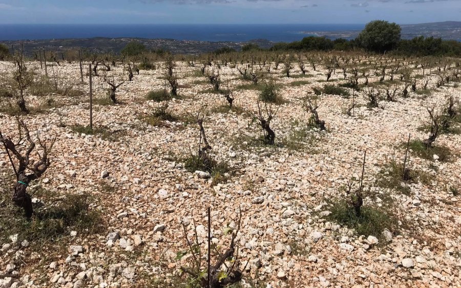 ΠΙΝ: Άμεσες ενέργειες στήριξης των πληγέντων από την χαλαζόπτωση παραγωγών της Κεφαλονιάς