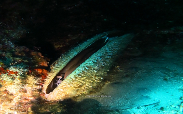 Η «Πίννα» και ο μικρός φύλακας της - Θαλάσσιοι οργανισμοί της Κεφαλονιάς & της Ιθάκης