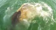 Τεράστια σφυρίδα επιτέθηκε σε καρχαρία (video)