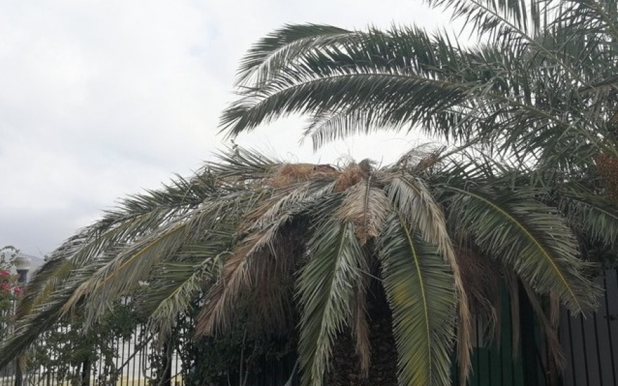 Ρημάζουν οι φοίνικες της παραλιακής (εικόνες)