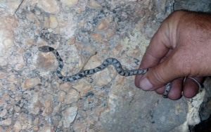Εμφανίστηκε το πρώτο φιδάκι της Παναγίας στα Αργίνια (εικόνα)