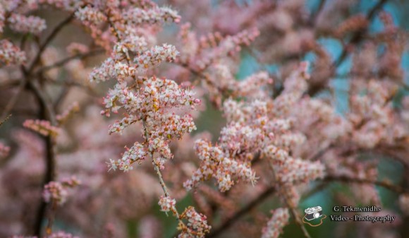 Άνθη και φυτά του Κουτάβου (εικόνες)