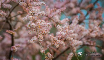 Άνθη και φυτά του Κουτάβου (εικόνες)