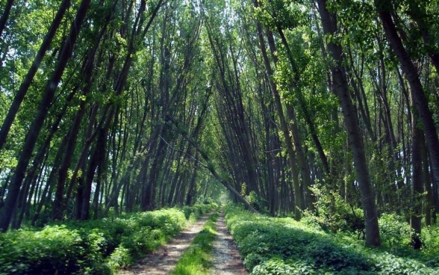 Γιώργος Μεσσάρης: Οδηγώντας στη ζούγκλα…