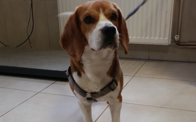 Βρέθηκε ο ιδιοκτήτης του νεαρού Beagle