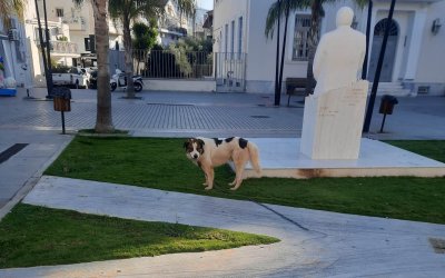 Το αναζητά κανείς; Σκυλί με αλυσίδα και λουρί περιφέρεται στο κέντρο του Αργοστολίου (εικόνες)