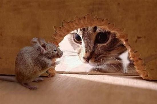 Η μύτη μυρίζει τον κίνδυνο πιο γρήγορα από ό,τι ο εγκέφαλος