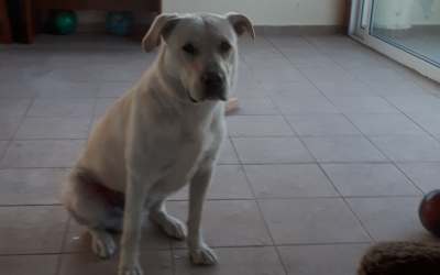 Βρέθηκε γρήγορα το λευκό Λαμπραντόρ που είχε χαθεί στα Κοκολάτα