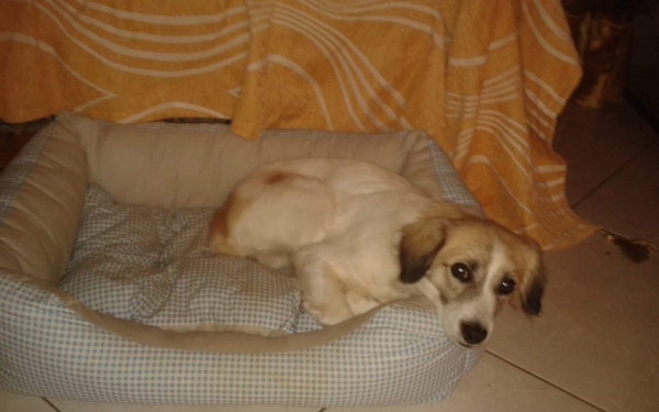 Βρέθηκε τελικά η "ΜΟΝΑ" μετά το δημοσίευμα του INKEFALONIA.GR