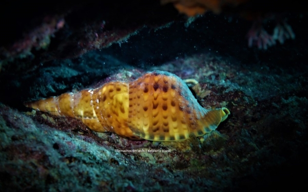 Θαλάσσιοι οργανισμοί της Κεφαλονιάς και της Ιθάκης «Μπουρού» η ..μουσικόφιλη