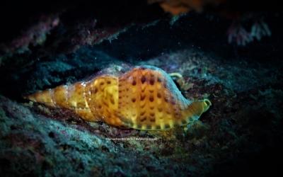 Θαλάσσιοι οργανισμοί της Κεφαλονιάς και της Ιθάκης «Μπουρού» η ..μουσικόφιλη