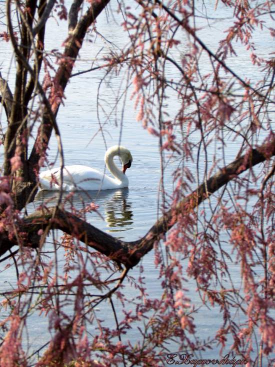 Κύκνος πίσω από την… κουρτίνα!