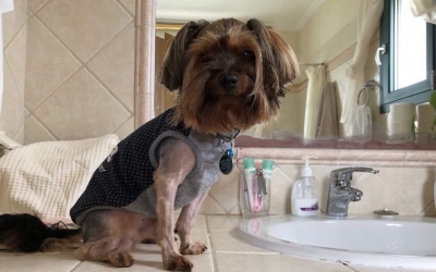 Χάθηκε ο "ΝΤΙΝΟ" - Βοηθήστε να βρει την οικογένειά του!