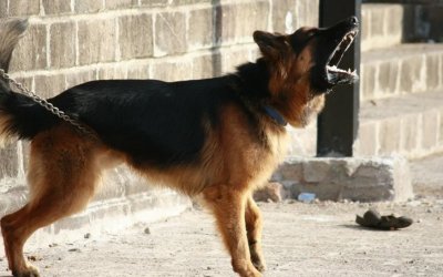 Αγρίνιο: Αδέσποτο σκυλί επιτέθηκε σε 3χρονο που έπαιζε στην πλατεία
