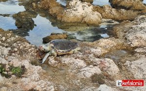 Αργοστόλι: Νεκρή θαλάσσια χελώνα στο Φανάρι Αγίων Θεοδώρων (εικόνες)