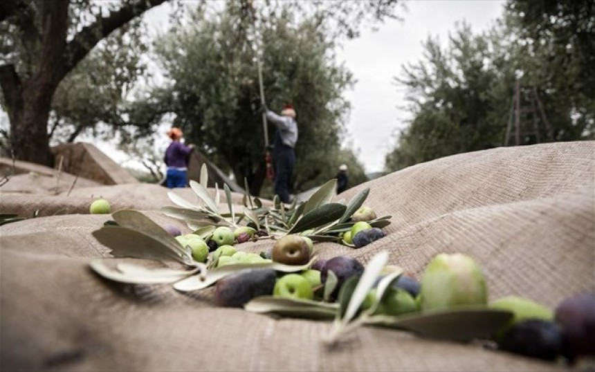 Παράταση χρόνου υποβολής των δηλώσεων Ενιαίας Ενίσχυσης για αγρότες