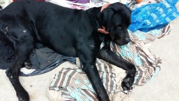Τραυματισμένος σκύλος βρέθηκε στα Χελμάτα
