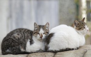 Πρόγραμμα στείρωσης , σήμανσης και εμβολιασμού αδέσποτων γατών από τον Δήμο Ληξουρίου