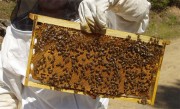 Κάλεσμα σε γενική συνέλευση απο τον Μελισσοκομικό Συνεταιρισμό