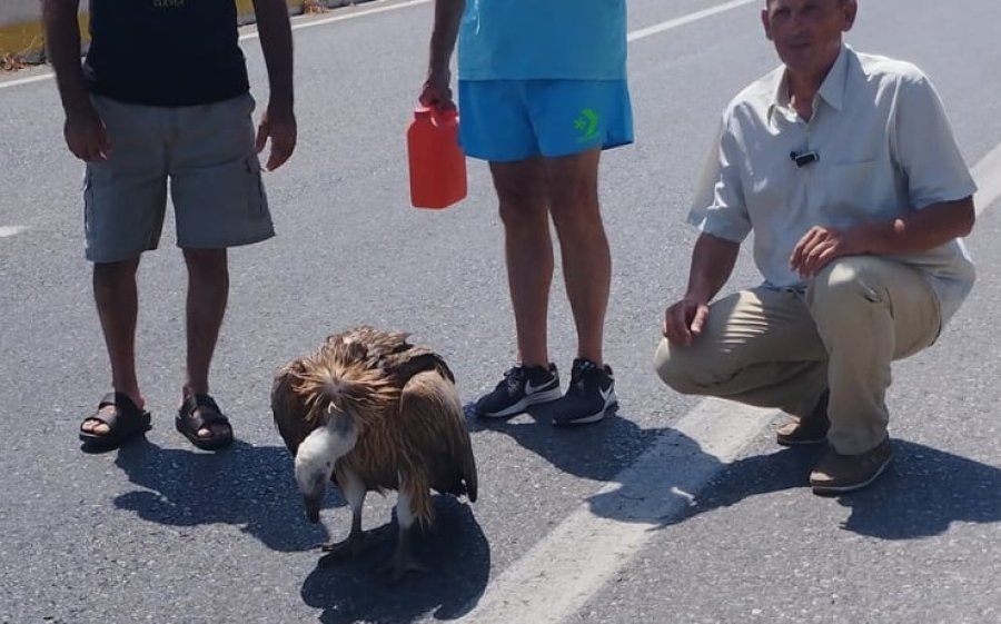 Ηράκλειο: Διψασμένος γυπαετός «λύγισε» από τον καύσωνα στη μέση της Εθνικής Οδού