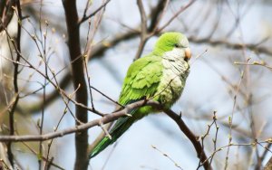 Νέα δράση για την ευζωία των ζώων από τον Δήμο Ιθάκης σε συνεργασία με τον Φιλοζωικό Σύλλογο “ΑΡΓΟΣ”