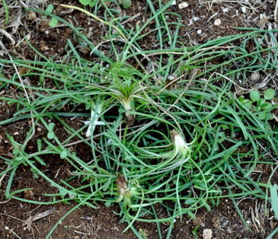 Γιώργος Πολυχρονάτος: Χόρτα για φάγωμα...