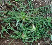 Γιώργος Πολυχρονάτος: Χόρτα για φάγωμα...