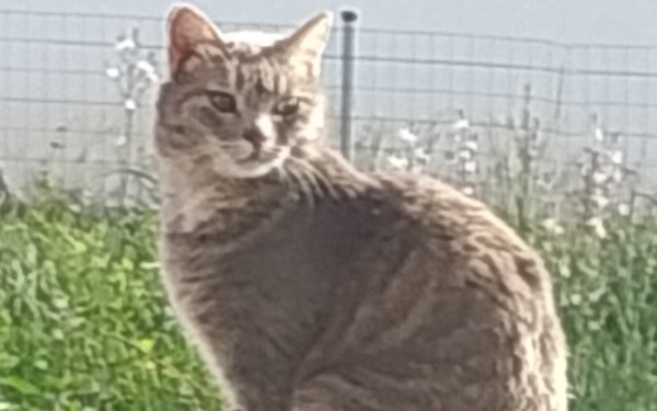 Χάθηκε γάτα στην περιοχή του Καραβάδου