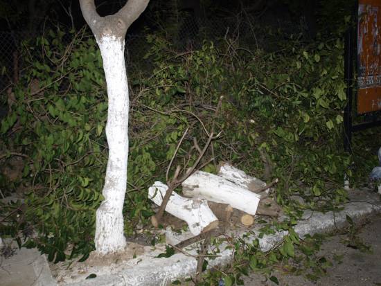 Τα δέντρα που… πληγώναμε!