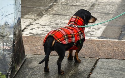 Ιταλία: Τεστ DNA θα «προδίδει» ιδιοκτήτες σκύλων που αφήνουν ακαθαρσίες στους δρόμους