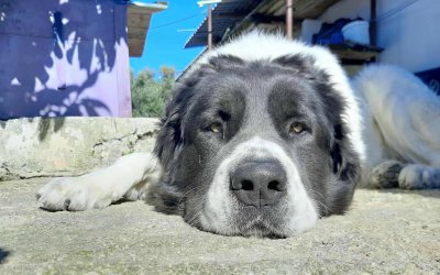 Άλλη μια απάνθρωπη πράξη. Δηλητηριάστηκε ο Φοίβος, ο αγαπημένος σκύλος της Πυλάρου